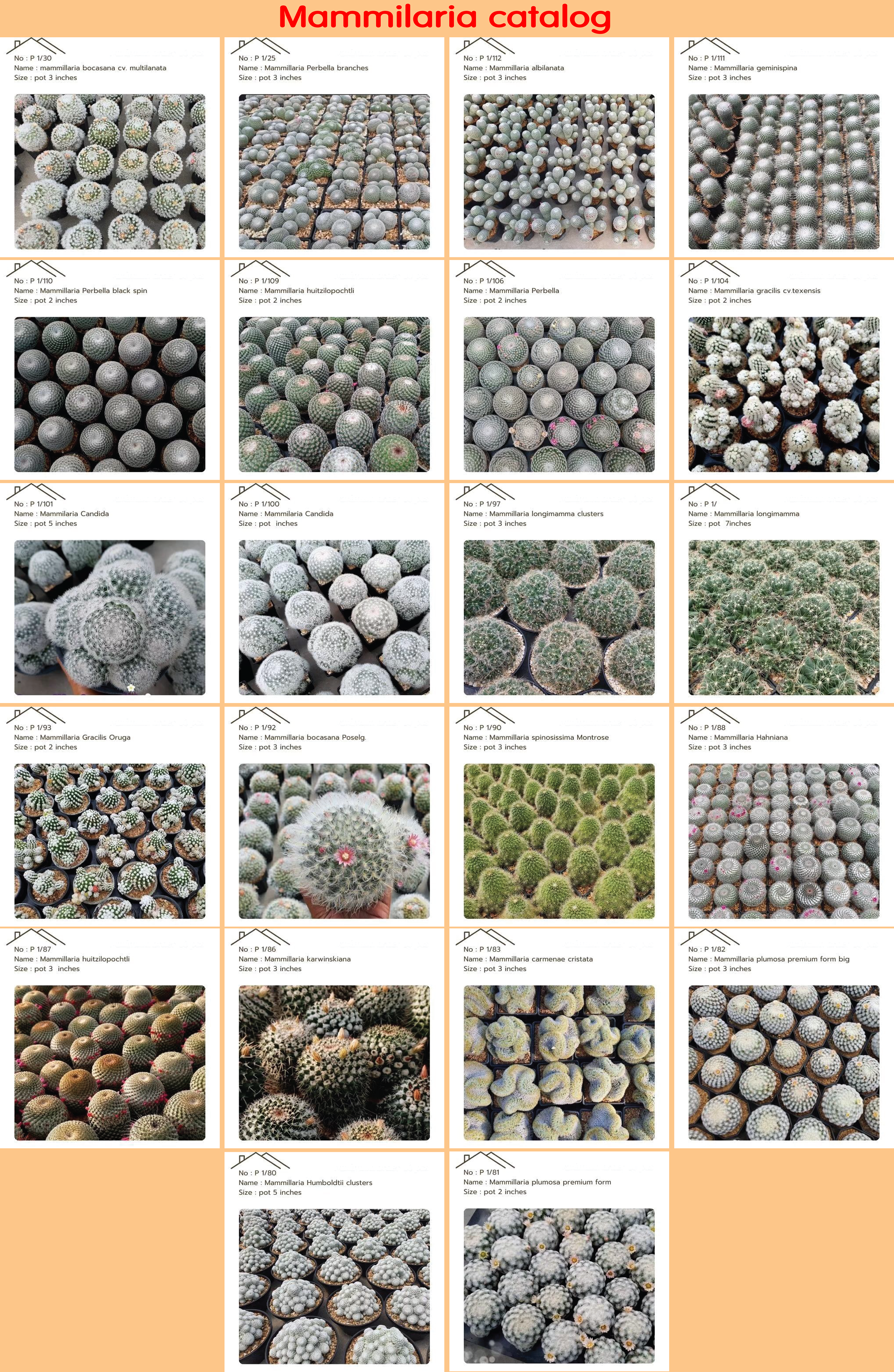 Cactus
